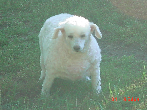 image showing a dog with cushing's
