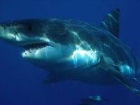 a scary shark